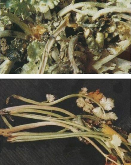 根腐病