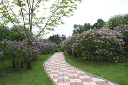 丁香园