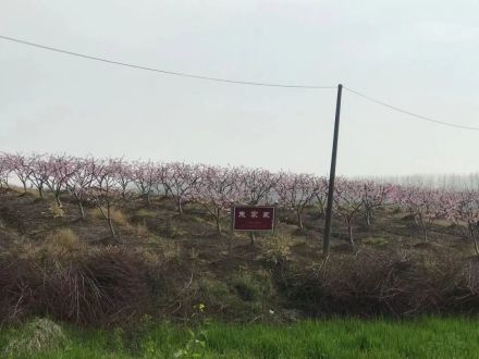 朱家冢