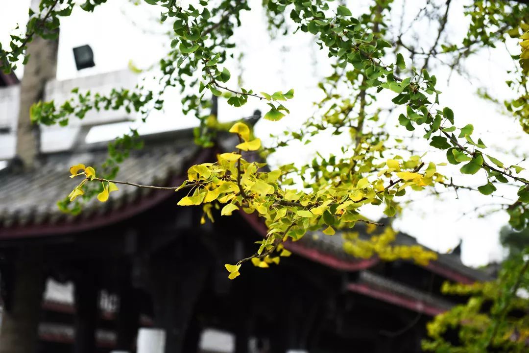 浣花溪公园景色