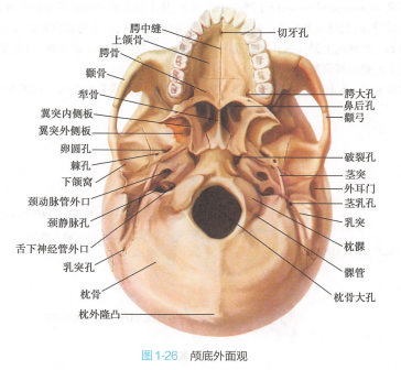 颅底外面观