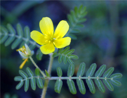 蒺藜花