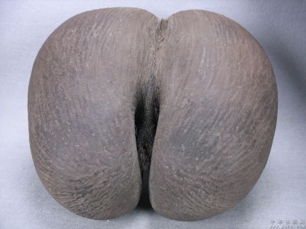 塞舌尔海椰子