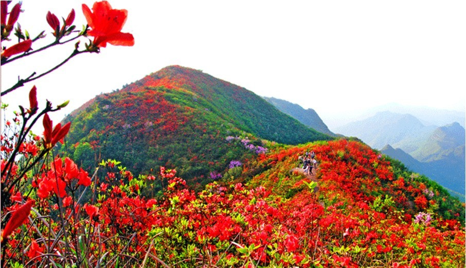 黄坪十里杜鹃