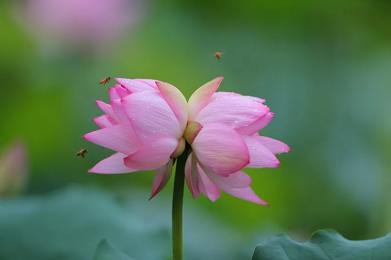 并蒂莲