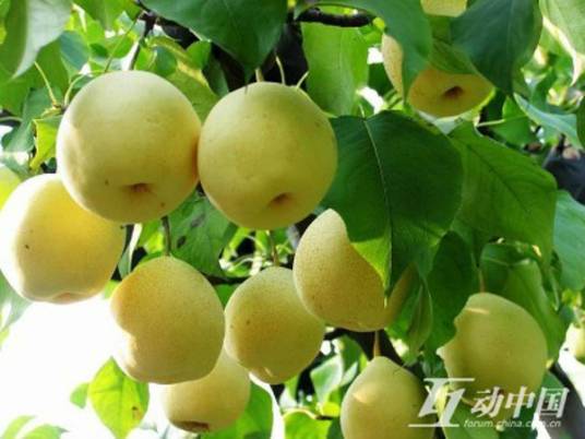 萧县水晶梨