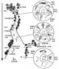 生态结构