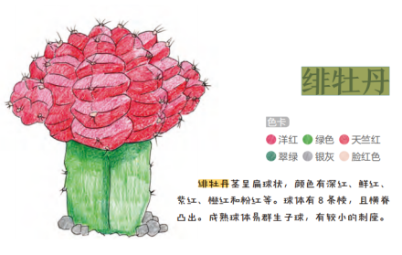绯牡丹 