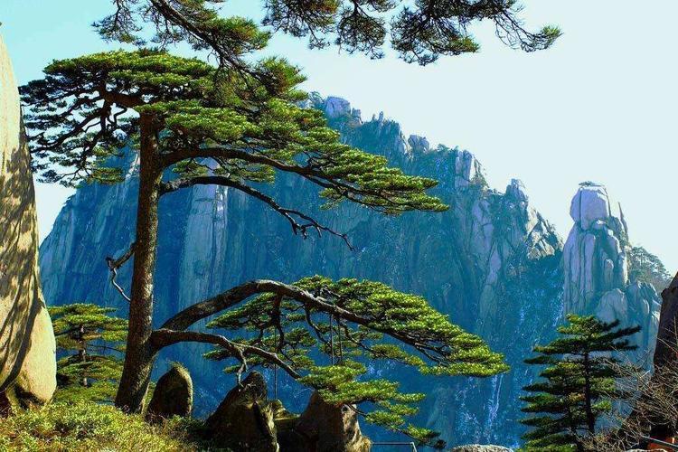 黄山迎客松