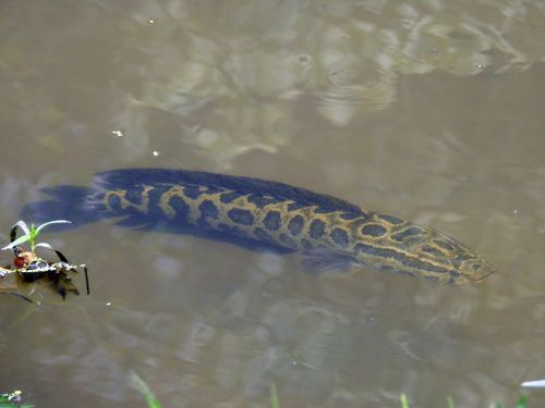 乌鳢在水里游荡