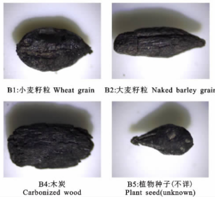 西灰山遗址植物遗存照片