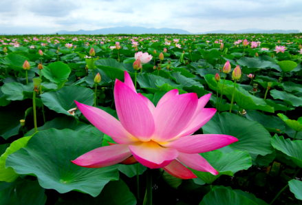 碧藻红莲池