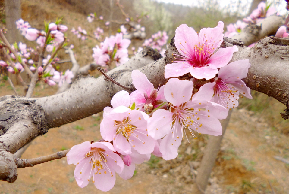 桃花