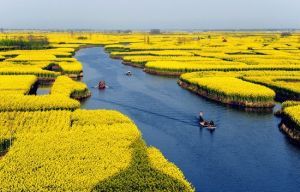 赏花游