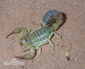 黄肥尾蝎