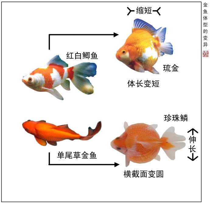 体型变异