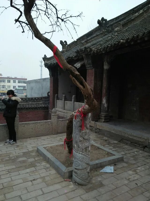 古树