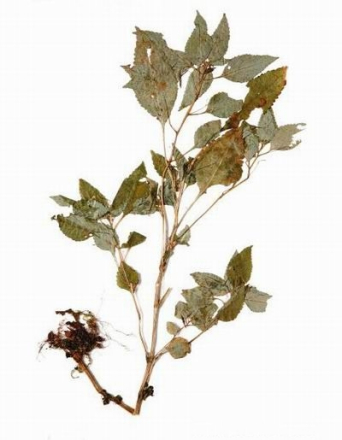 遂昌凤仙花（模式标本）