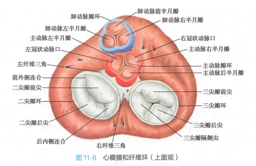 心瓣膜和纤维环（上面观）