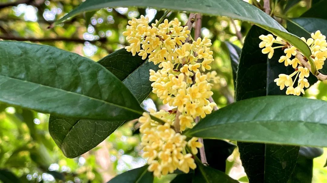 泸州市花 桂花 