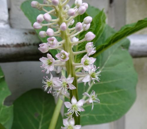 商陆的花