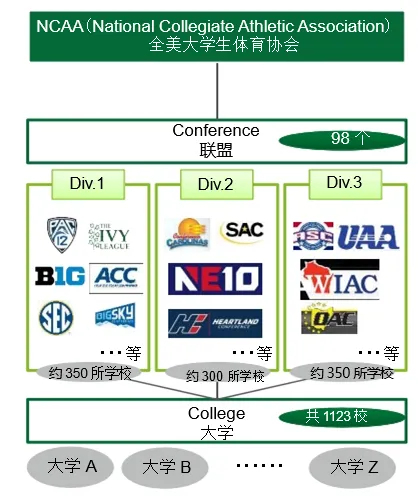 NCAA组织结构
