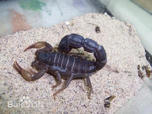 黑粗尾蝎