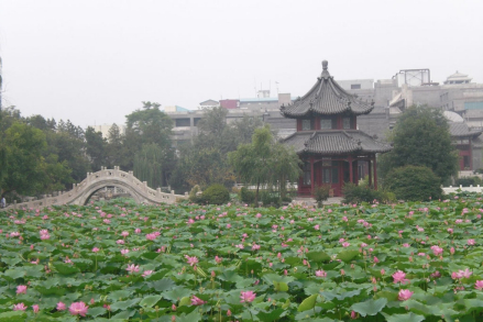 古莲花池