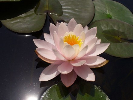 柔毛齿叶睡莲