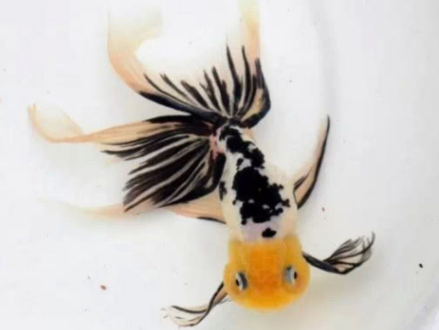 三色黄狮头