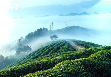 临海蟠毫茶产地环境