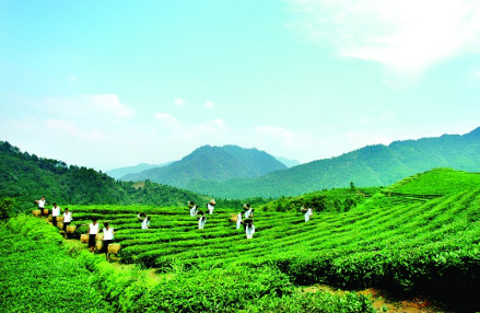 唐溪茶园 