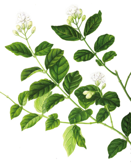 茉莉花插图