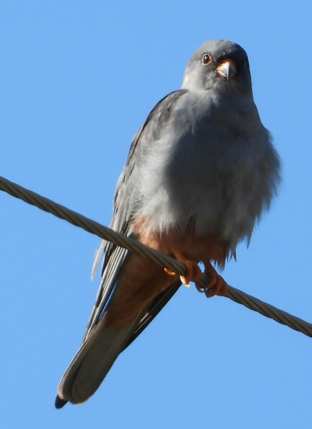 红脚隼（Falco amurensis） 