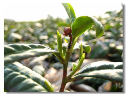 雨花茶茶树