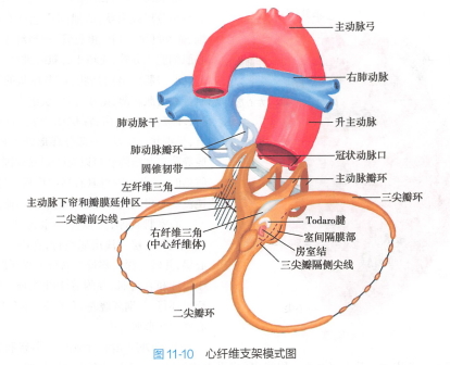 心纤维支架