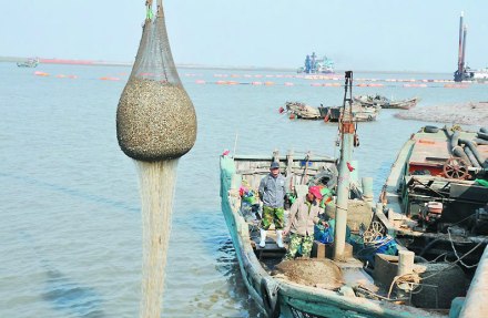 胶州湾杂色蛤