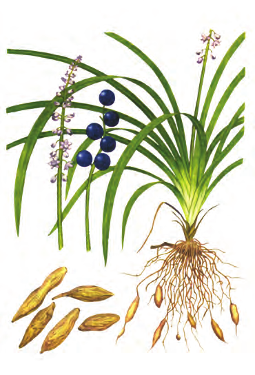 百合科植物麦门冬 