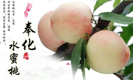 奉化水蜜桃