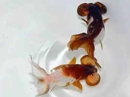 紫蓝花水泡