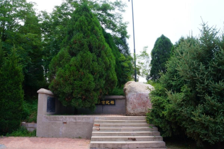 中华世纪柏
