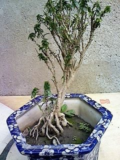 阴木