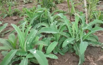 小满食苦菜