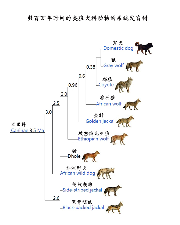 犬亚科动物的系统发育树