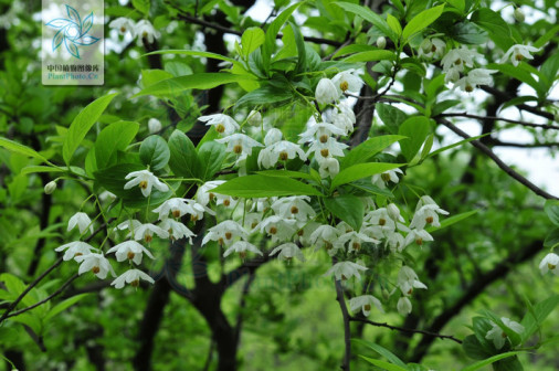 秤锤树