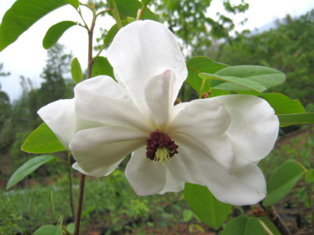 龙女花 