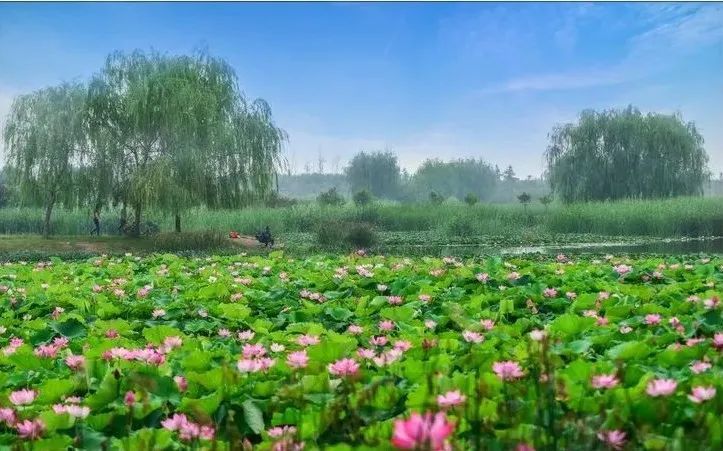 七里河湿地公园-荷花