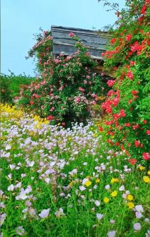 莫奈花园