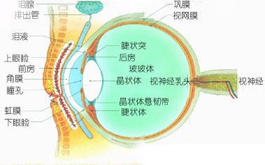 眼珠构成图