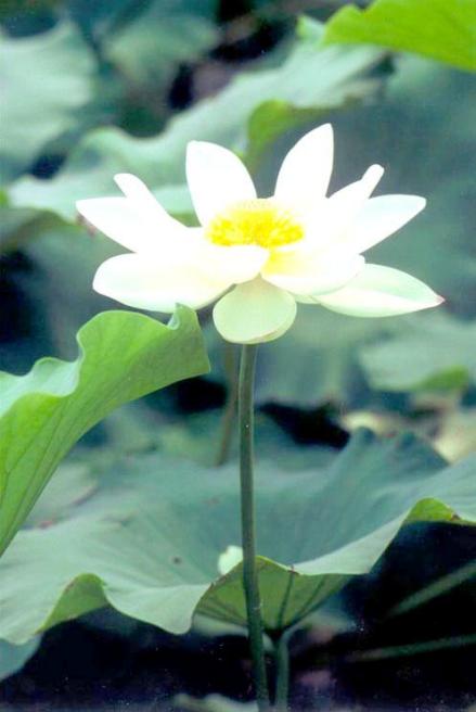莲花
